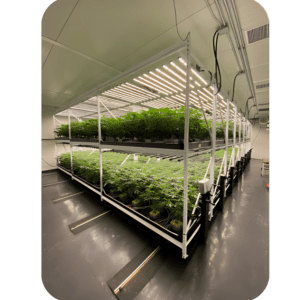 an image for Vegetative and Flowering Rooms