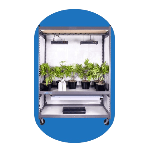 A mobile metal shelf unit with black pots of green plants under grow lights, perfect for cannabis vertical growing systems. The unit has a blue background and white interior, featuring lights above and a storage space below.