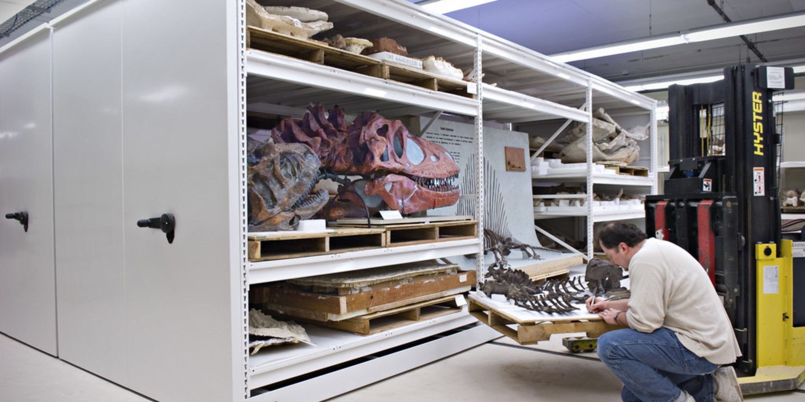 In a bright, organized museum storage area, a person examines dinosaur fossils on white shelves filled with various fossilized bones and skulls. Nearby, a forklift stands ready to assist in the careful handling of these ancient treasures.