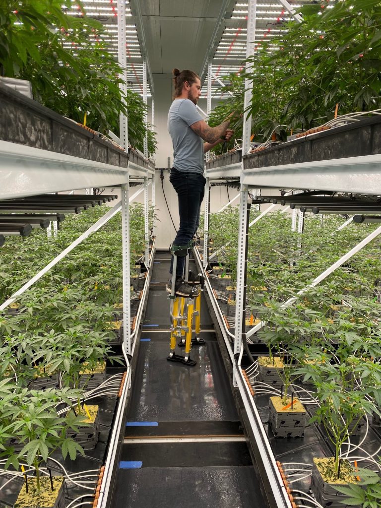 Worker tending cannabis plants on mobile shelving at a commercial grow facility