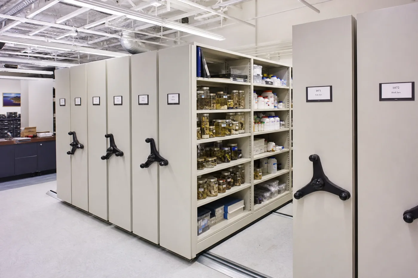 High-density laboratory mobile shelving with labeled end panels and organized specimen storage