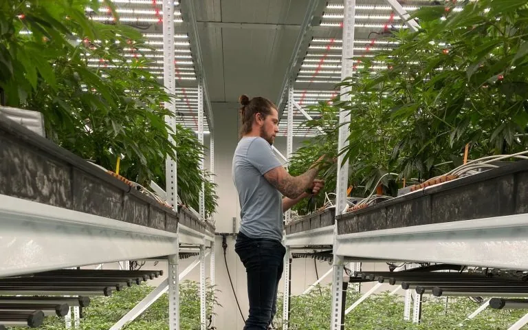 Indoor cultivation room with plants on multi-tier grow racks under lights