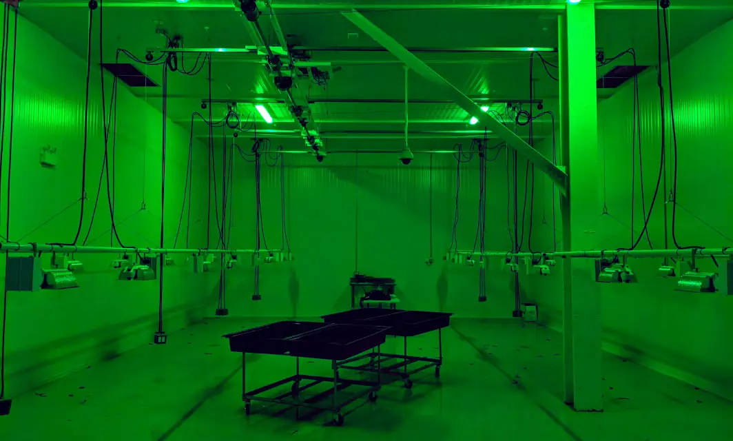 Empty cannabis grow room with rows of grow lights raised toward the ceiling on overhead lifts, leaving the floor clear for cleaning between crops